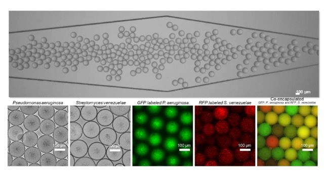 Microfluidic encapsulation of cells